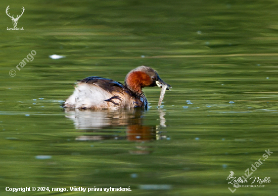 Potápka malá-Tachybaptus ruficollis