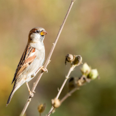 Vrabec domový-Passer domesticus