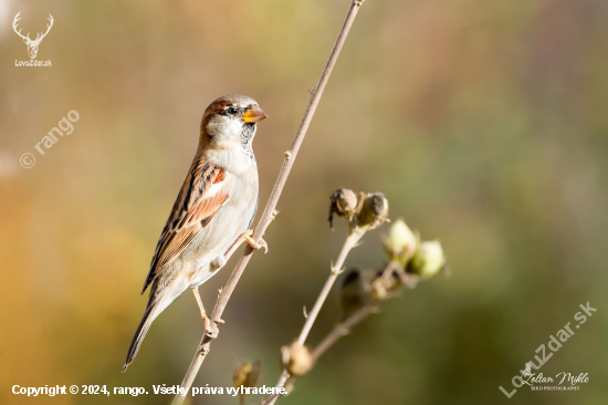 Vrabec domový-Passer domesticus