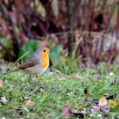 Červienka obyčajná-Erithacus rubecula