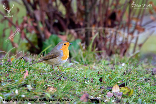 Červienka obyčajná-Erithacus rubecula