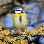 Sýkorka belasá-Cyanistes caeruleus