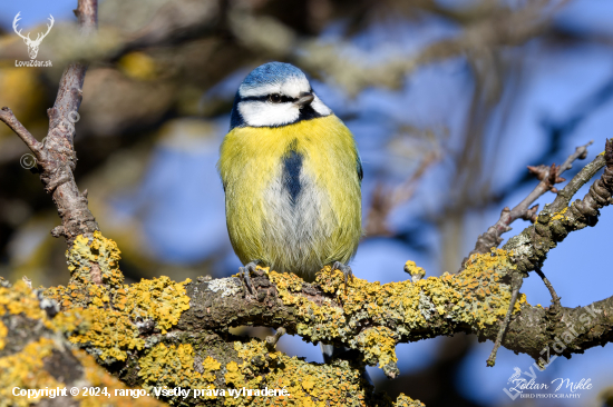 Sýkorka belasá-Cyanistes caeruleus