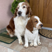 Welsh Springer Spaniel