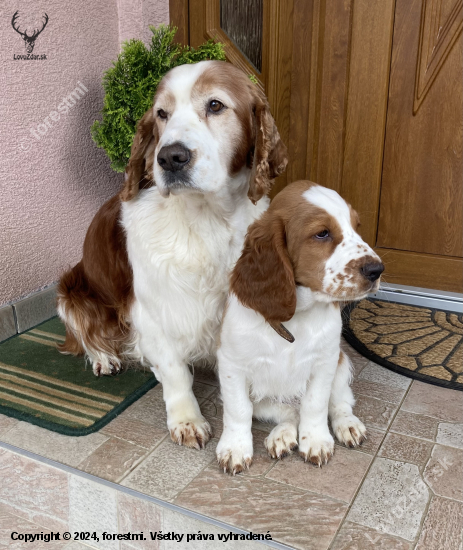 Welsh Springer Spaniel