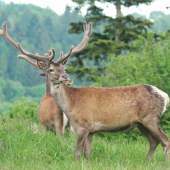 Cervus elaphus ..