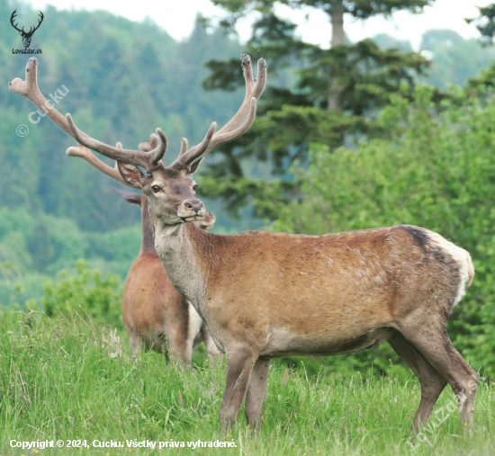 Cervus elaphus ..