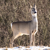 Capreolus capreolus