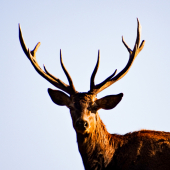 Cervus elaphus