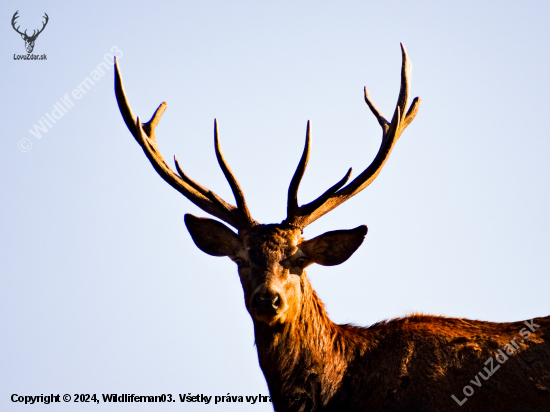 Cervus elaphus