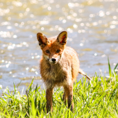 Vulpes vulpes