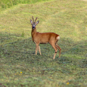 Pozuje