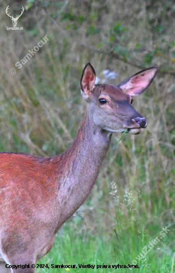 Dobrú chuť