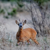 Capreolus capreolus