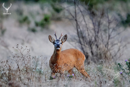 Capreolus capreolus