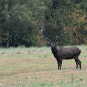 Černoško