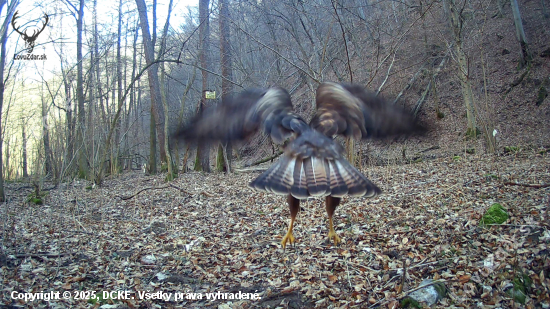 Buteo - pristávací manéver