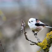 Mlynárka dlhochvostá-Aegithalos caudatus