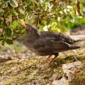 Drozd čierny-Turdus merula