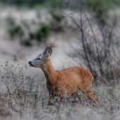 Capreolus capreolus