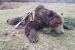 Poľovačka na medvede v Rumunsku