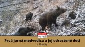 Prvá jarná medvedica a jej odrastené deti