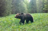 Medveď na rannej prechádzke