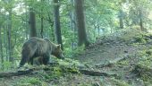 Čergovský medveď