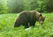 Veľký medvedí samec v ruji